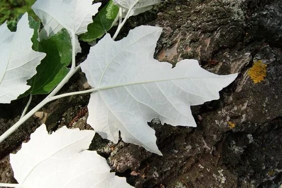 Populus alba - Image of an specimen - Plantarium