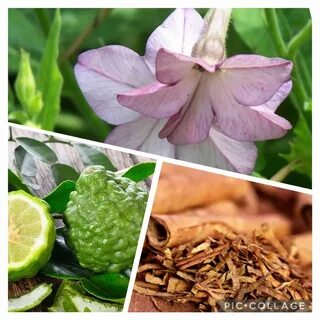 Tobacco bergamot