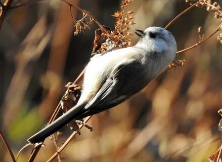 East bird