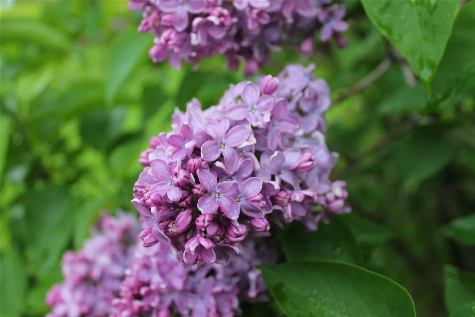 Сирень Белисент. Сирень обыкновенная 'Дафна'. Сирень Звегинцева (Syringa sweginzowii). Сирень волосистая Беллисент.