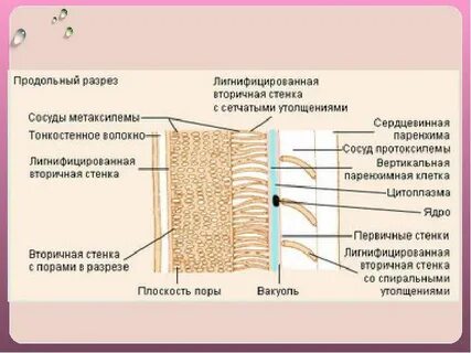 Вторичная стенка
