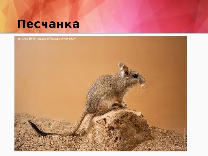 Костяные поля песчанка. Песчанка Виноградова. Песчанки полупустыни.  Когтистая Песчанка (Meriones unguiculatus). Песчанка в пустыне.