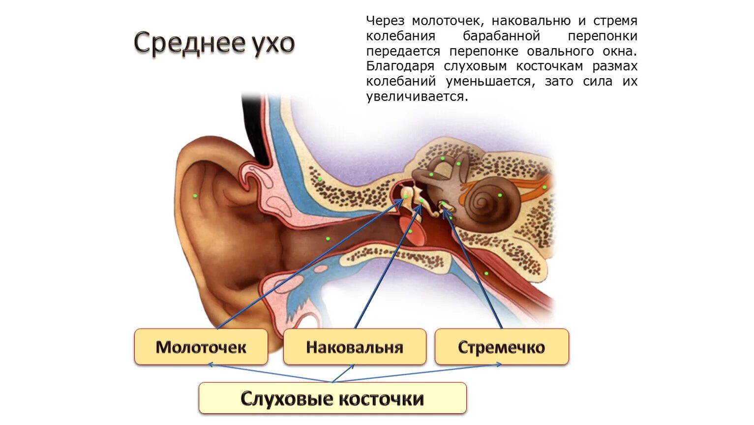 Среднее ухо молоточек наковальня и стремечко. Строение уха молоточек наковальня. Барабанная перепонка, стремечко, наковальня и молоточек. Молоточек анатомия среднее ухо. Барабанная перепонка овальное окошко стремечко