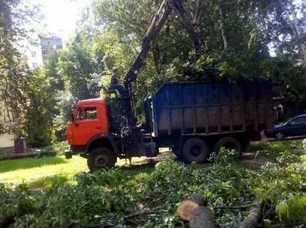 Вывоз деревьев с участка московская область