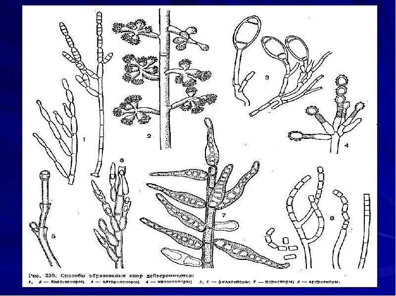 Микроскопические грибы. Как размножаются микроскопические грибы. Как размножаются микроскопические грибы. Как размножаются микроскопические грибы. Микроскопические грибы строение.