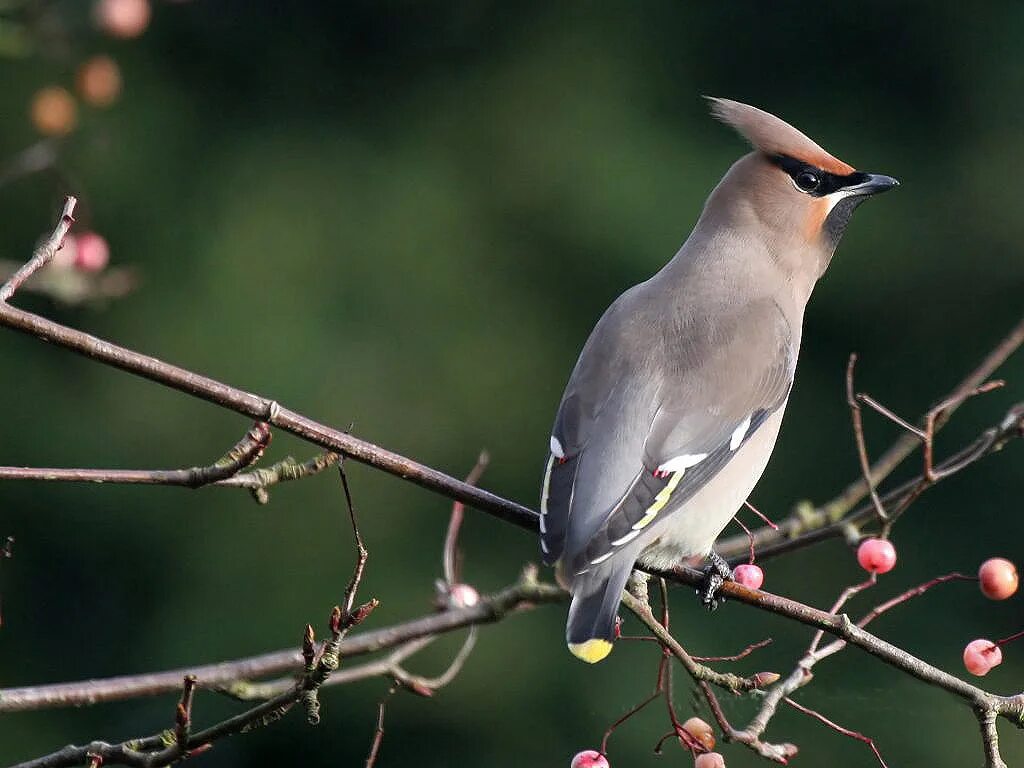 птичка с хохолком в ленинградской области. небольшая серая птица с хохолком. большие серые птички с хохолком. хохлатая свиристель. хохлатая свиристель.