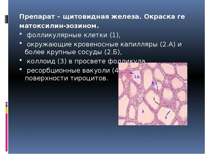 Препарат – щитовидная железа. Окраска гематоксилин-эозином.. Щитовидная железа гистология препарат. Щитовидная железа гематоксилин эозин. Фолликулы щитовидной железы гистология.