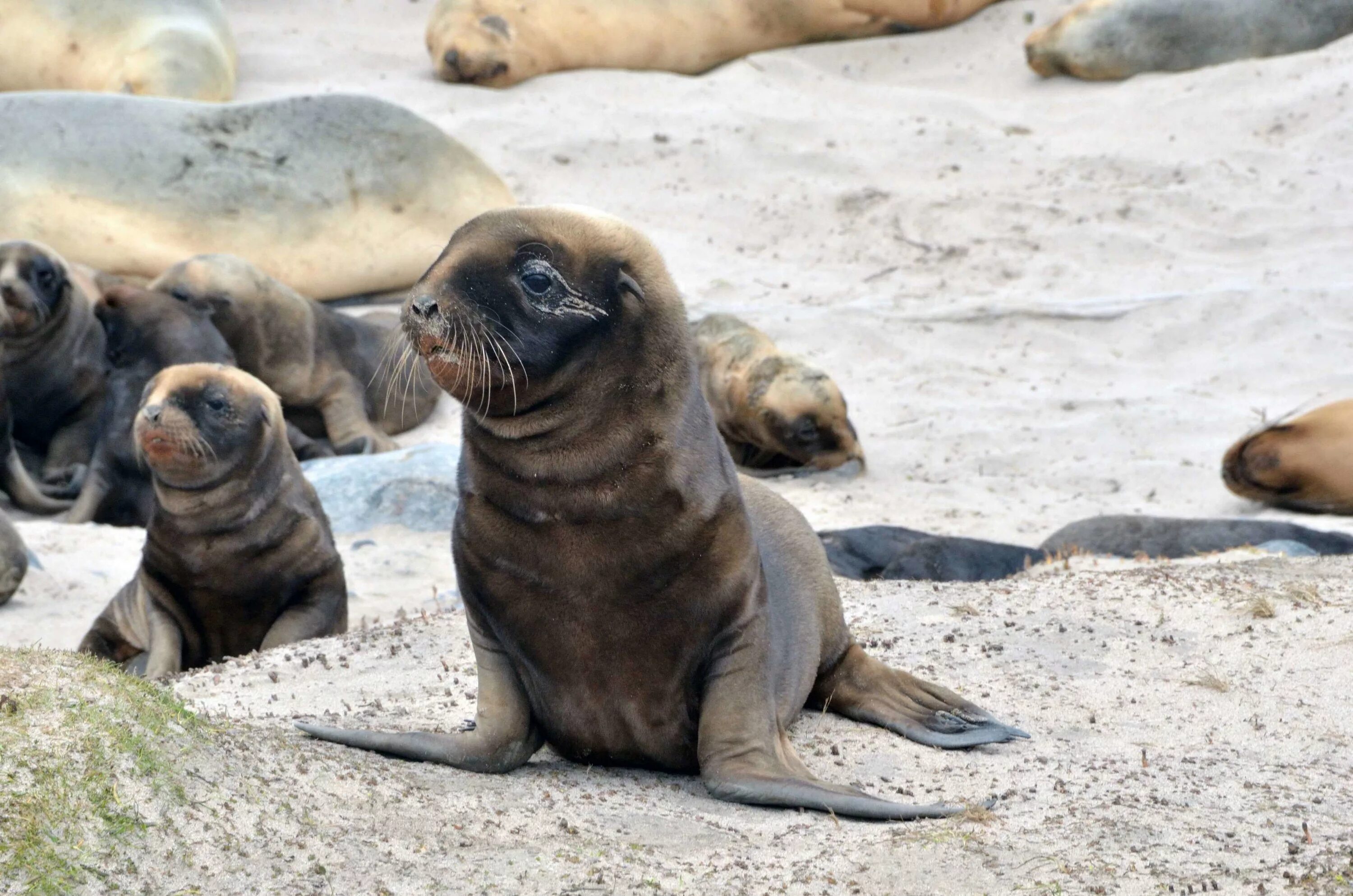 Ластоногие сивуч. Нерпа тюлень морж. Моржи котики. Морж в арктической пустыне. Ластоногие моржи.