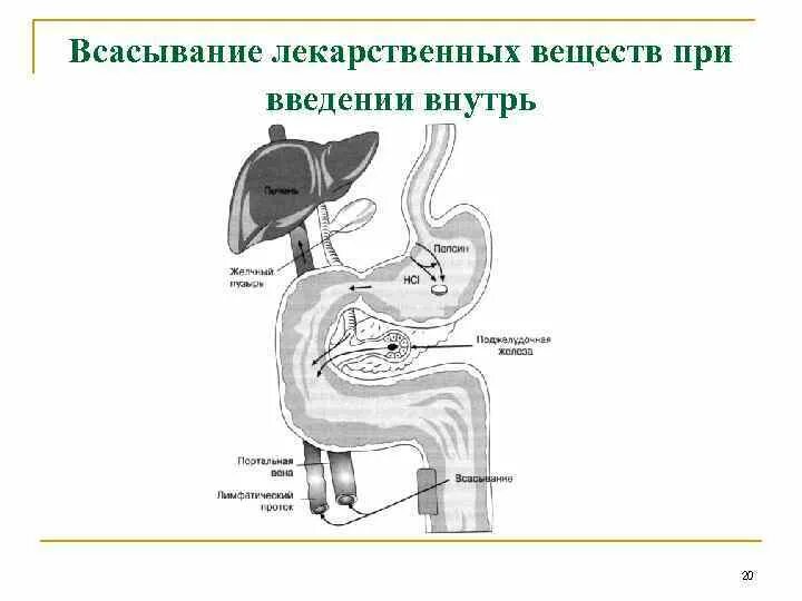 Всасывание лекарственных. Основные механизмы всасывания лс. основные механизмы всасывания лекарственных веществ.