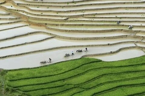 Worlds rice