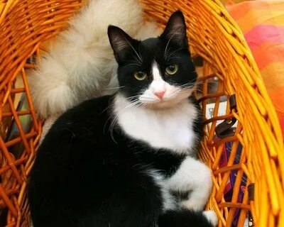Коты маркизы