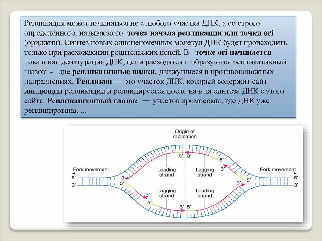 Матричная репликация. Репликация днк репликон. точка начала репликации днк. репликативный глазок. ориджин репликации.