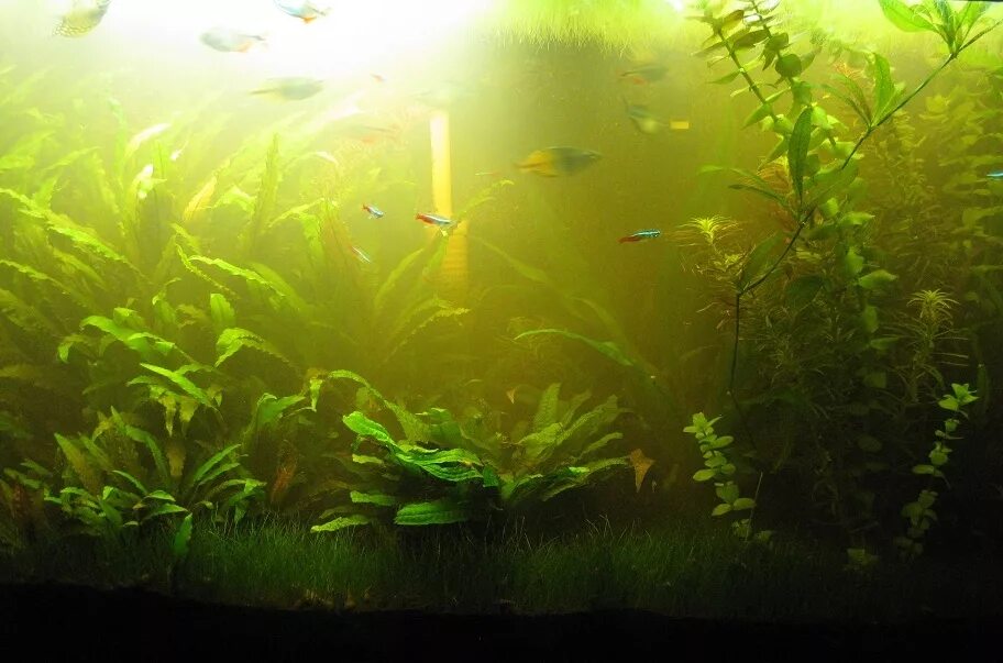Почему аквариум быстро зеленеет. Мутная вода в аквариуме. Мутный аквариум. Зеленый аквариум. Рыбки для аквариума.
