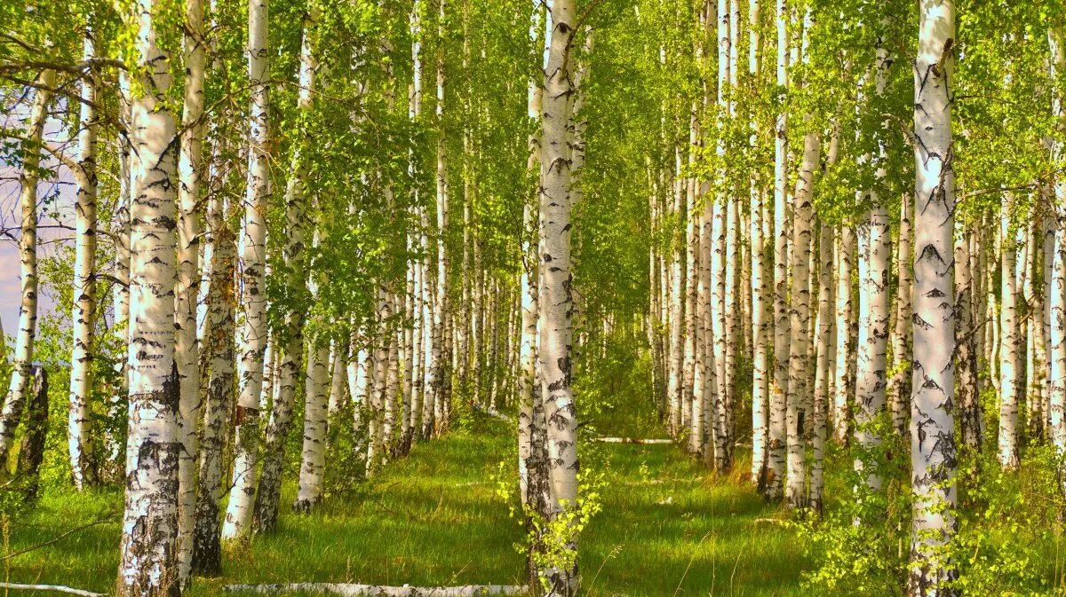 Березки 2 купить. Берёзовая роща Киселевск. Береза березовый Березняк. Березовая роща Пенза. Берёзовая роща Орехово-Зуево.