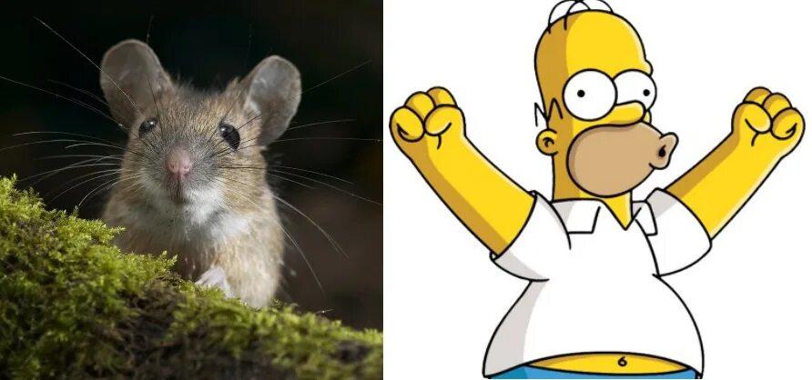 Мем с мышкой с большими глазами. Мышь Мем. Мемы с мышами. Мемы про мышку. Мышь из мемов.
