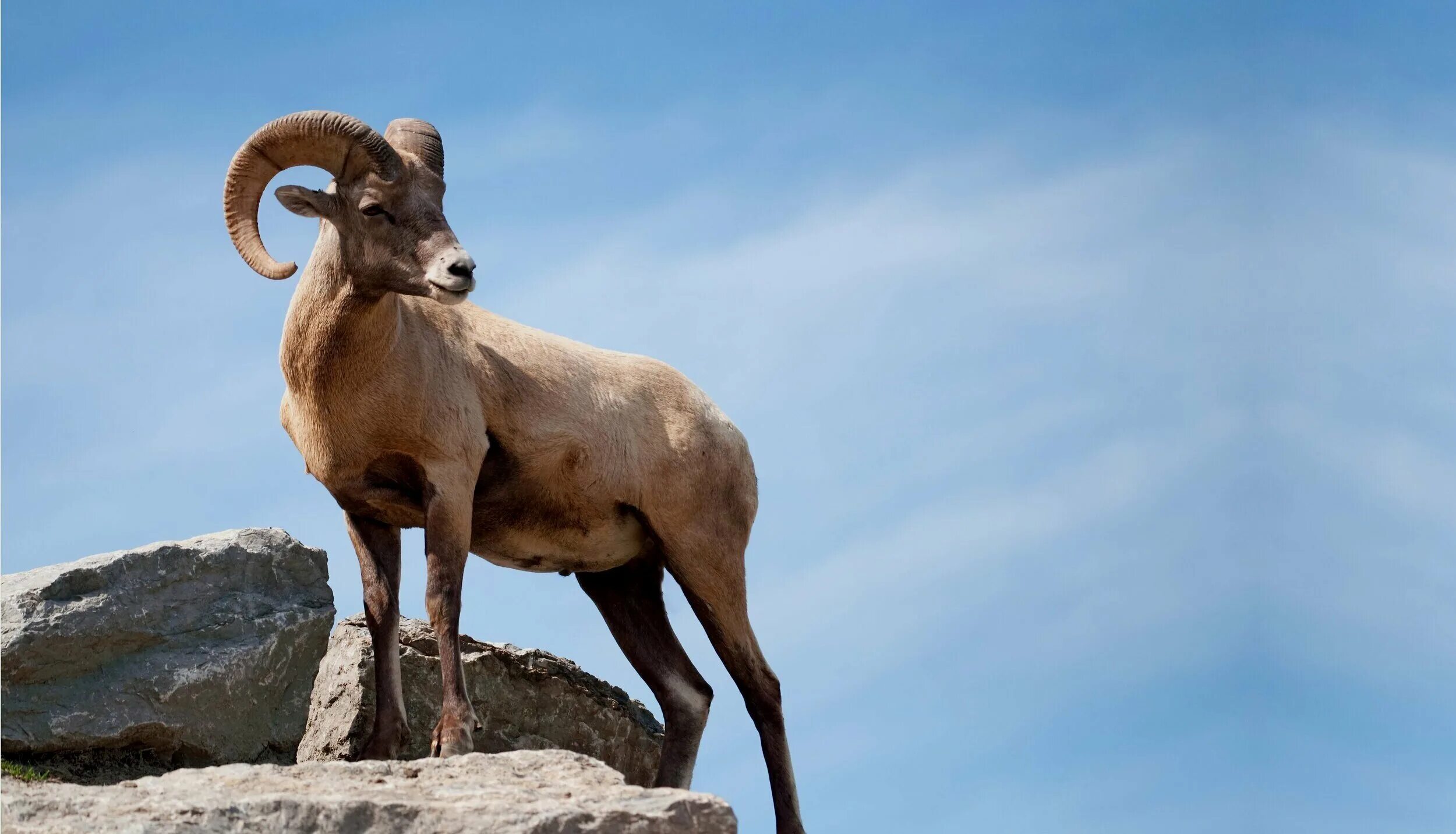 Архар монгун тайга. Уверенный в себе человек. Гордо стоит. Гордо стоит. Винторогий горный баран архар.