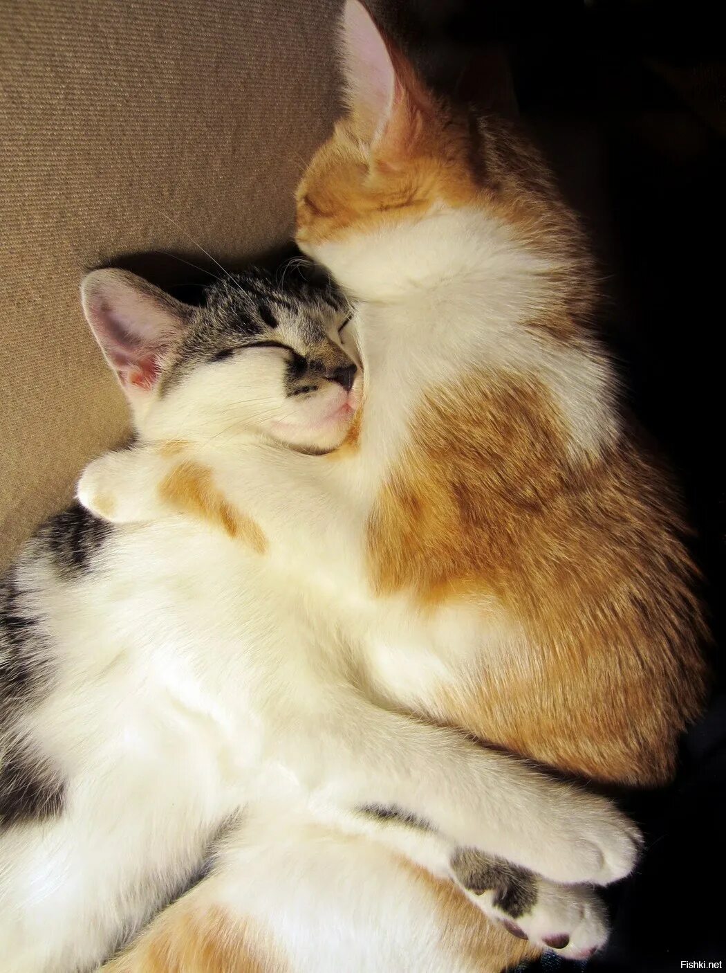 Кот и поцелую. Котик обнимает. котики обнимаются. два котика. влюбленные коты.