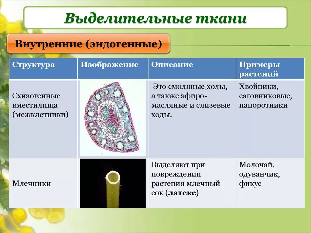 У каких растений 5 тканей. Ткани растений выделительная ткань. Ткани растений строение выделительной ткани таблица. Выделительные секреторные ткани растений. Типы выделительных тканей растений.