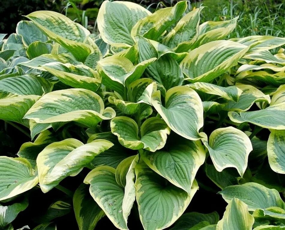 Читать империя хоста 2. Хоста виктори hosta victory. хоста гибридная виктори. хоста финал виктори. хоста гибридная финал виктори.