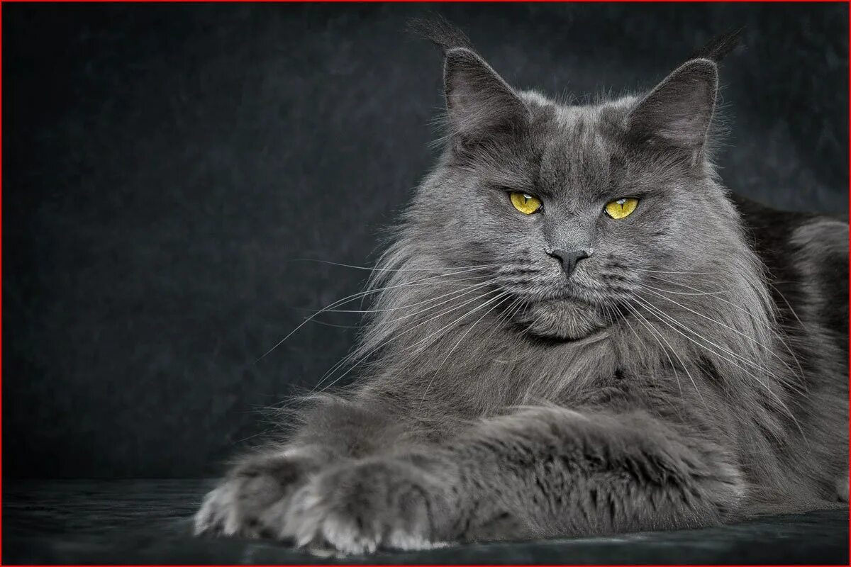 Манкун коты