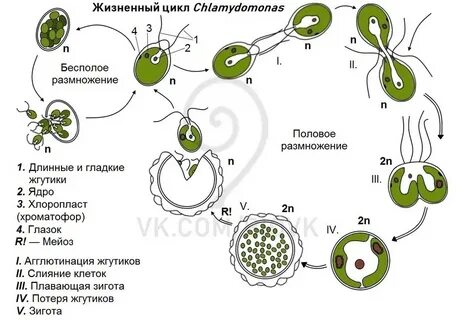 Жизненный цикл зооспор