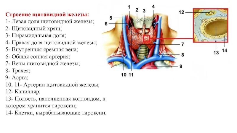 Щитовидная железа строение анатомия. Строение доли щитовидной железы. Щитовидный хрящ анатомия. Щитовидная железа размеры правой доли