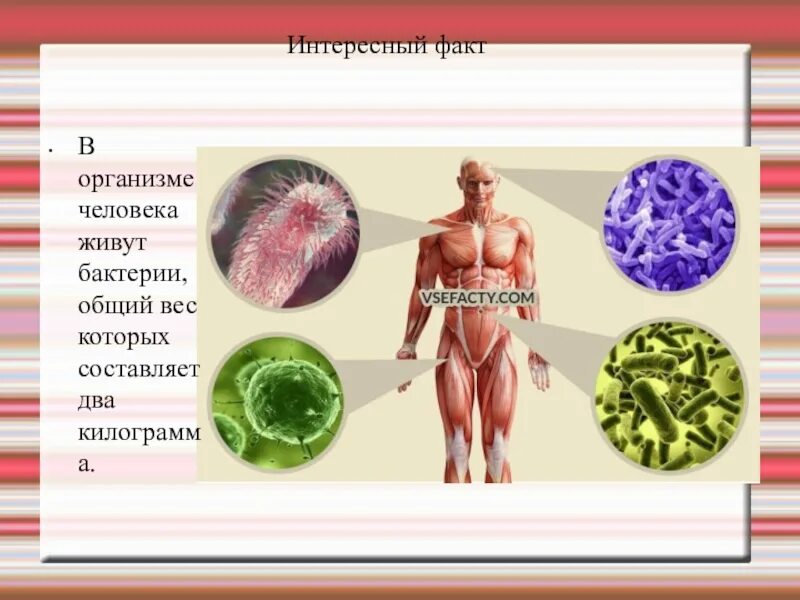 Темы человек живой организм. Интересные факты о организме человека. Факты о человеческом организме. Интересные факты о живых организмах. Интересные факты об органах человека.