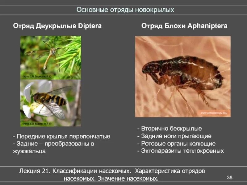 К бескрылым насекомым относятся. Характеристика отряда блохи. Отряды насекомых блохи. Вторичнобескрылые насекомые. Отряд насекомых блохи представители.