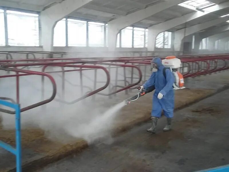 Дезинфекция в животноводческих и птицеводческих помещений. Дезинфекция животноводческих помещений. Санитарная обработка животных. Дезинфекция животноводческих помещений ветеринария. Дератизация животноводческих помещений.