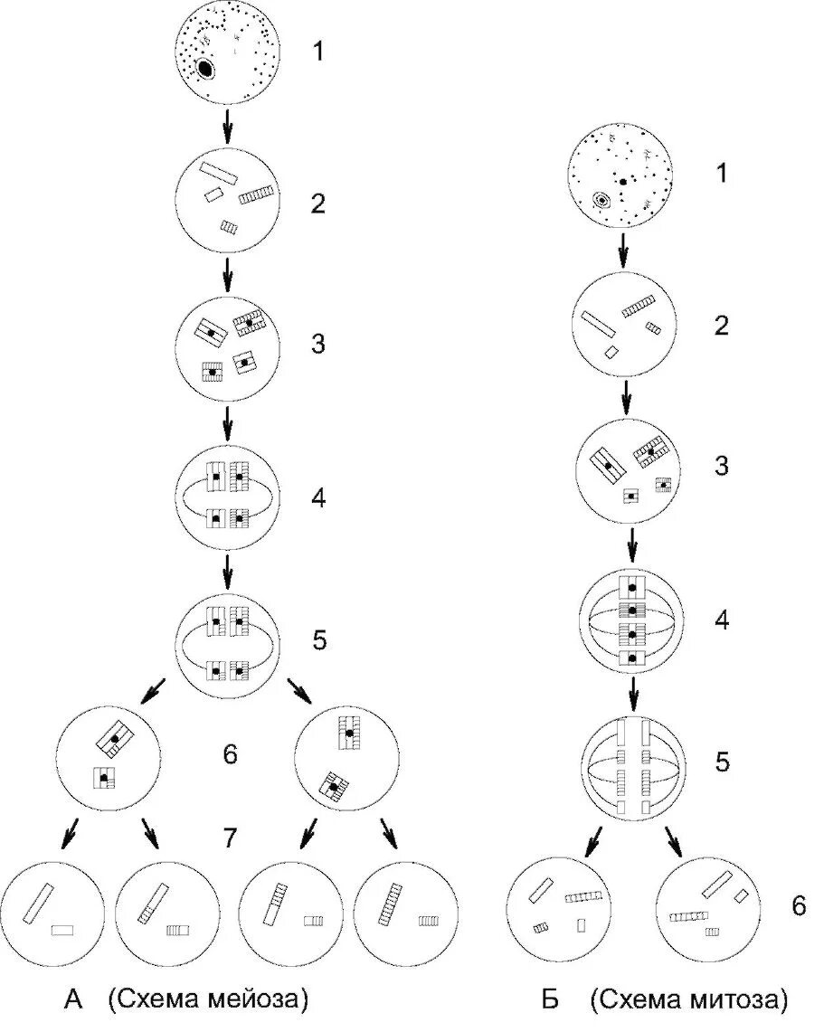 Схема мейоза редукционное деление. Редукционное деление мейоз 1 схема. Редукционное деление схема ботаника. Схема Мейзона. Каким номером на схеме обозначено мейотическое