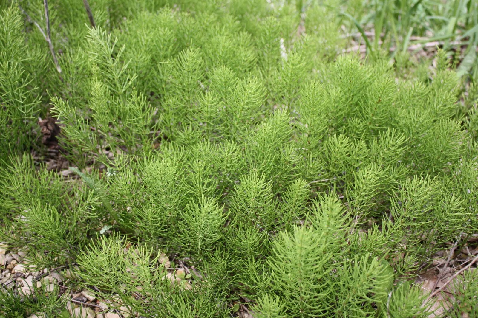 Хвощи хвойные. Хвощ полевой. Хвощ полевой (Equisetum arvense). Хвощ полевой Equisetum arvense l.. Kirkkilit Otu.