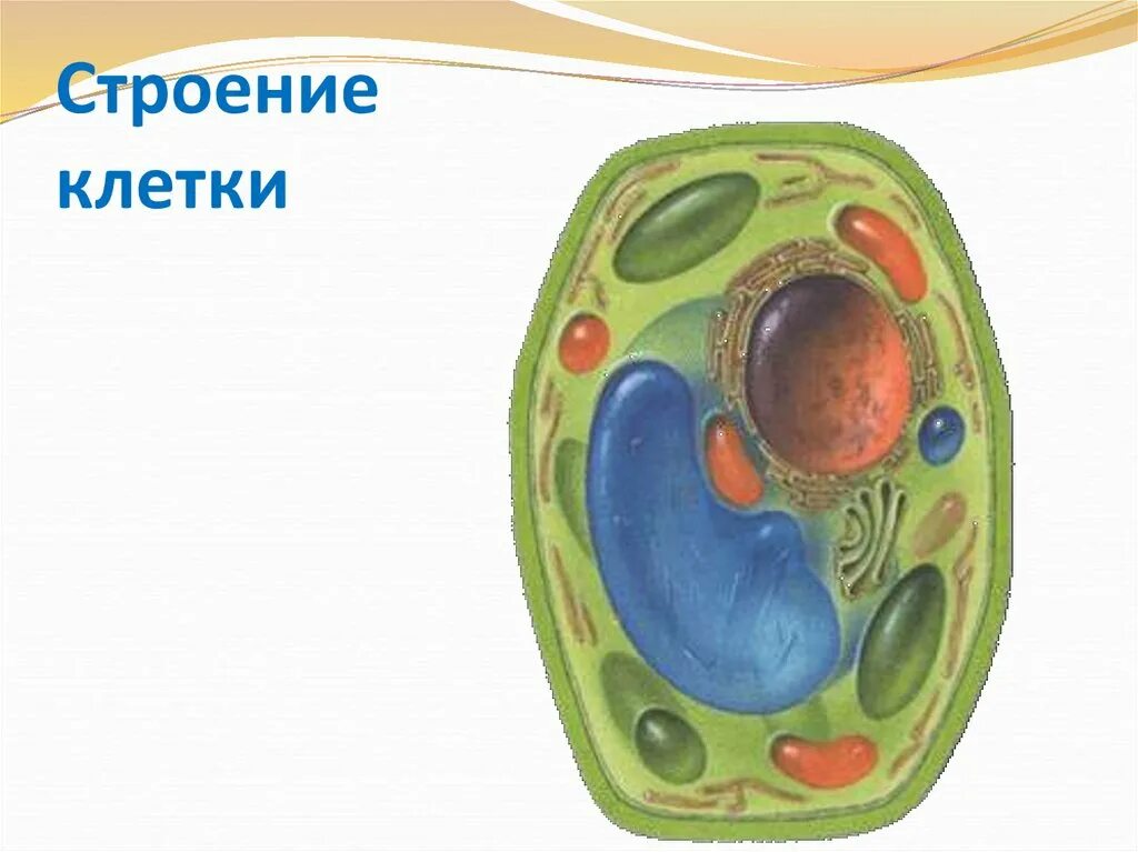 Модель строения клетки 5 класс биология. Модель растительной клетки 5 класс биология. модель клетки растения биология 5 класс. биология 5 класс строение клетки растительной модель. строение растительной клетки макет.