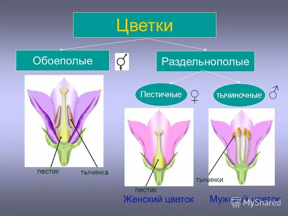 Мужской и женский органы цветка. Обоеполые и раздельнополые. Обоеполый или раздельнополый цветок. Растения раздельнополые и обоеполые. Схема обоеполого и раздельнополого цветка.
