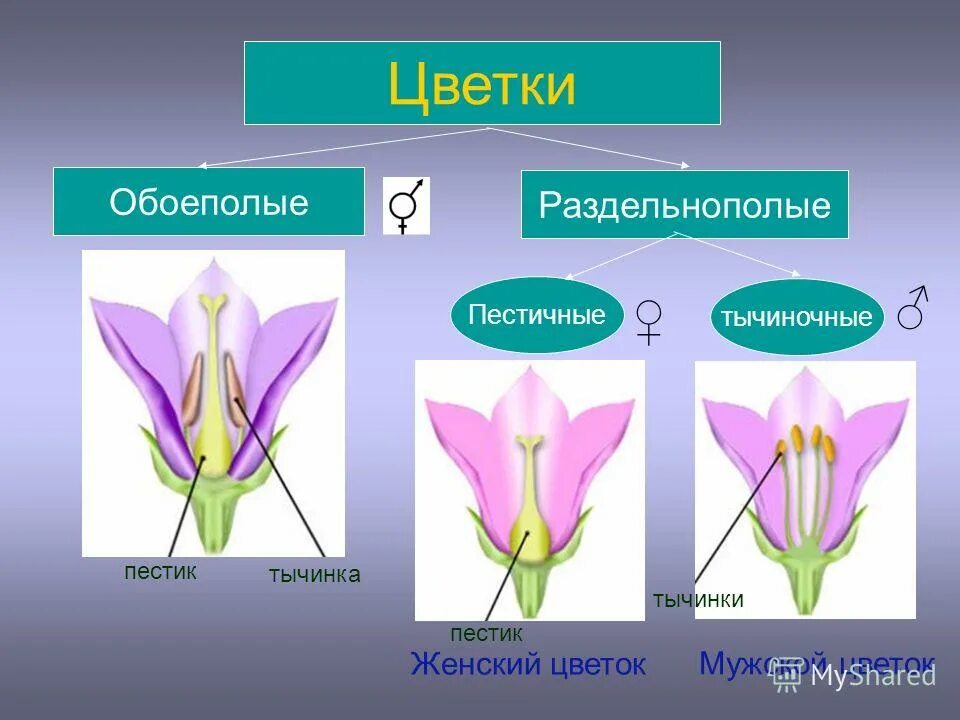 Является обоеполым