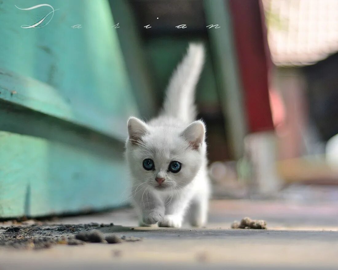 Кот осень. Злой котенок. Веселые котята. Котенок. Маленький котенок идет.