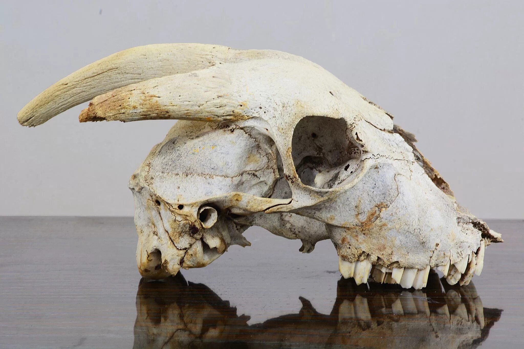 IRVING PENN 'LION (FRONT VIEW)' Photographs 2020 Sotheby's