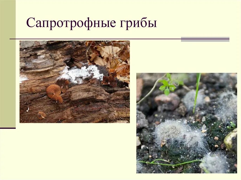 Сапротрофными грибами являются