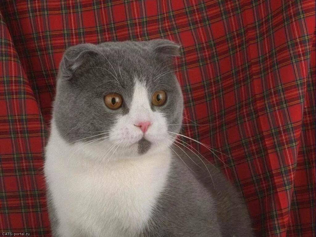 Вислоухий черно белый кот. Вислоухий черно белый кот