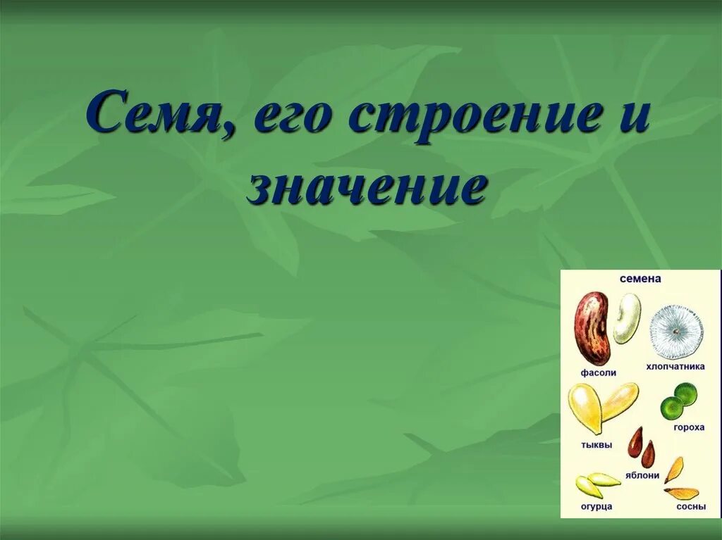 Урок биологии семена. Семя и его строение. Строение семян презентация. Строение семени. Семя презентация.