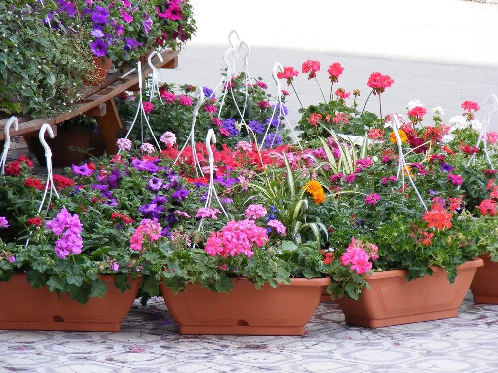 Какие цветы можно на улицу высадить