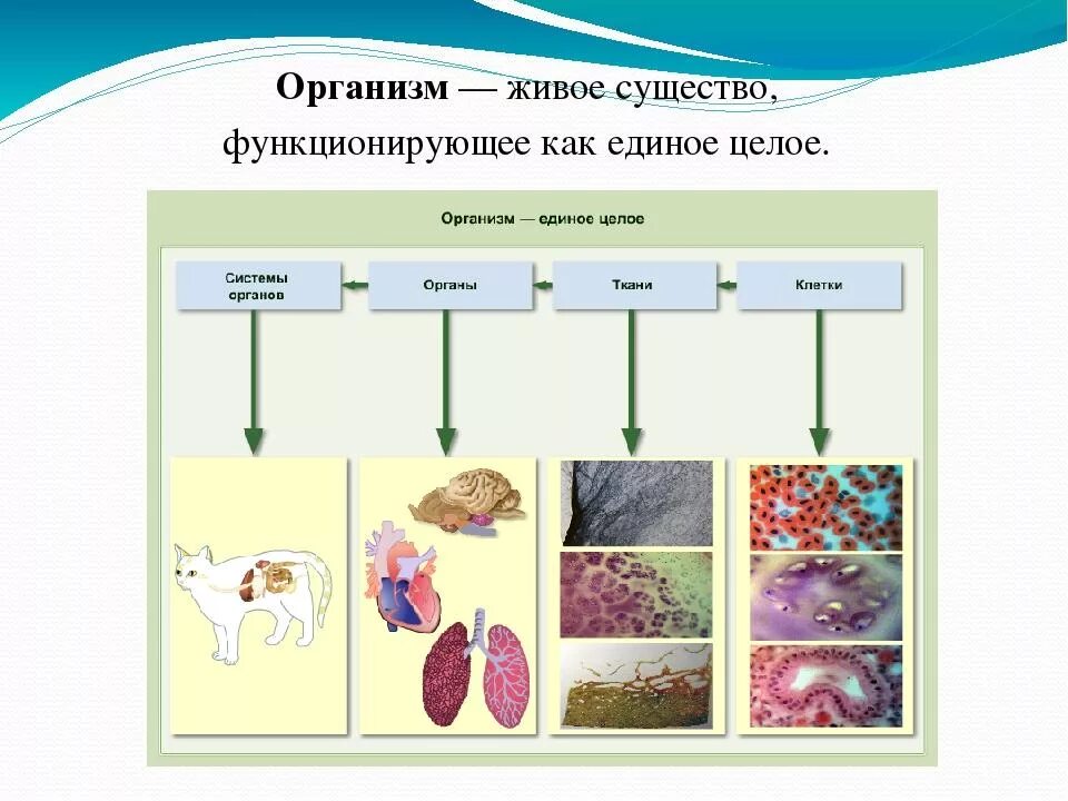 Ткани и органы организмов 5 класс биология. Схема клетка ткань орган система органов организм 5 кл биология. Биология 6 класс организмы схема. Организм биологическая система 5 класс.