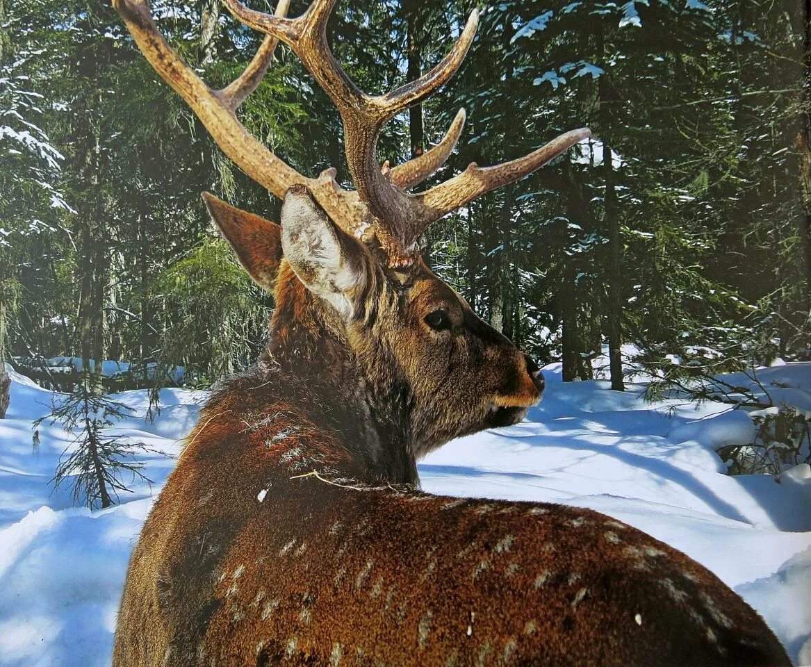 изюбрь якутия. сибирский изюбр. красивый олень. животные в лесу. сосна олень.