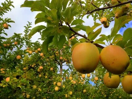 This is apple tree