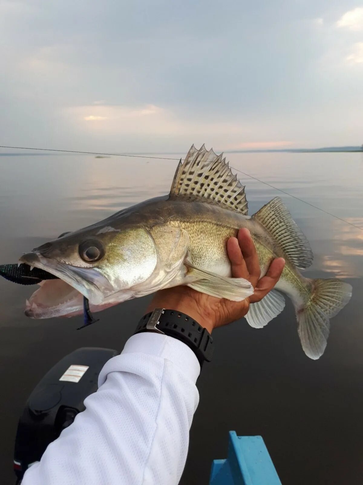 Рыбалка на судака зимой. Берш волжский судак. Камский судак рыба. Кама судак зимой. Зимняя рыбалка на каме на судака.
