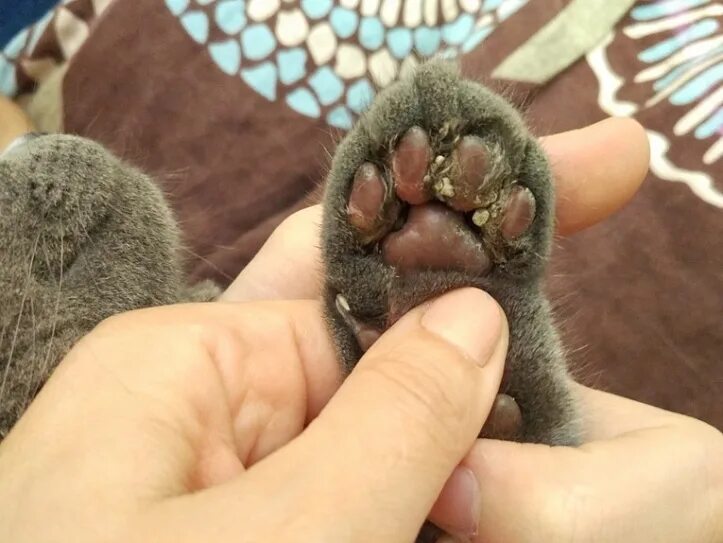 Воспаленное уплотнение на нижней губе у котенка, бесплатная консультация ветерин