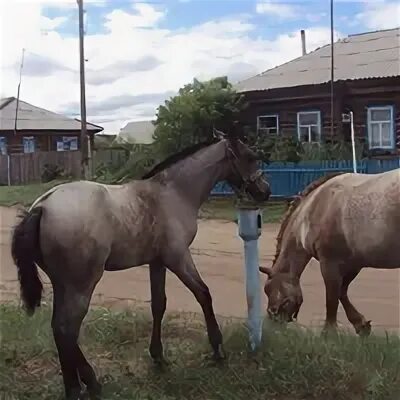 Погода бор форпост алтайский край. Усть Волчиха. Бор Форпост Волчихинский район. Бор-Форпост Алтайский край озеро.