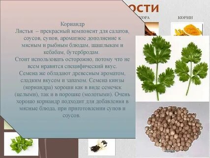 Кориандр польза