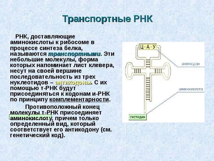 И рнк синтезируется комплементарно. Транспортная рнк. синтез транспортной рнк. процесс образования трнк. процессы т-рнк в рибосомах.