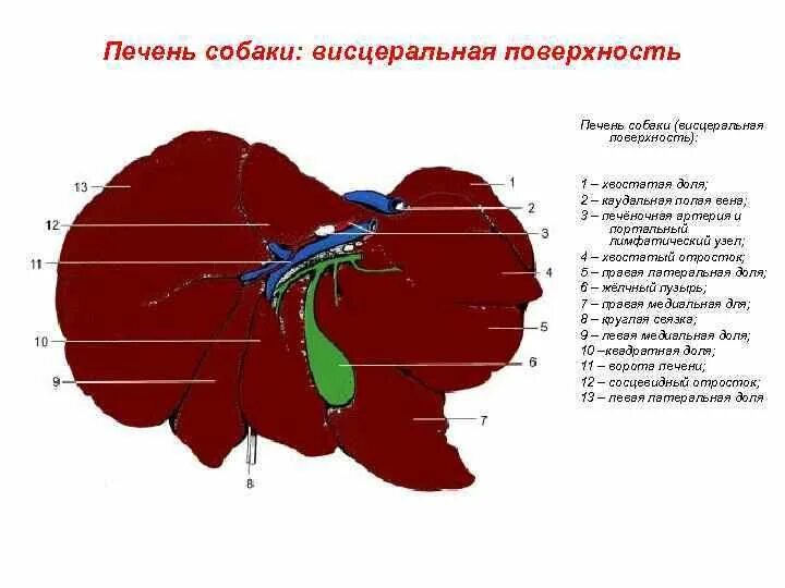 Строение печени животных анатомия. Строение печени собаки схема. Доли печени КРС. У каких животных печень