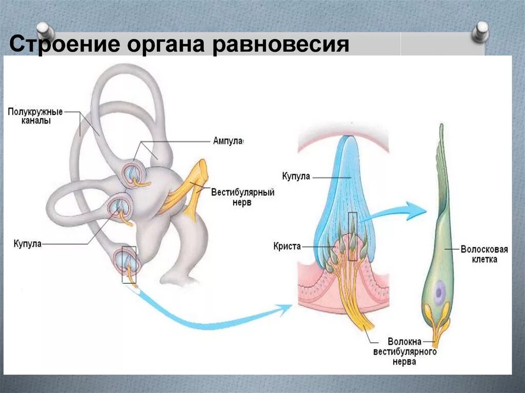 Орган равновесия вестибулярный аппарат. Строение полукружных каналов. Строение органа равновесия. Орган равновесия анатомия. Ампулы полукружных каналов.